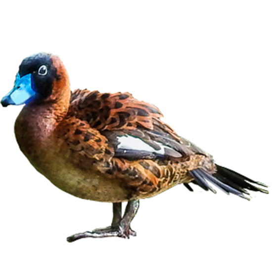 Masked Duck